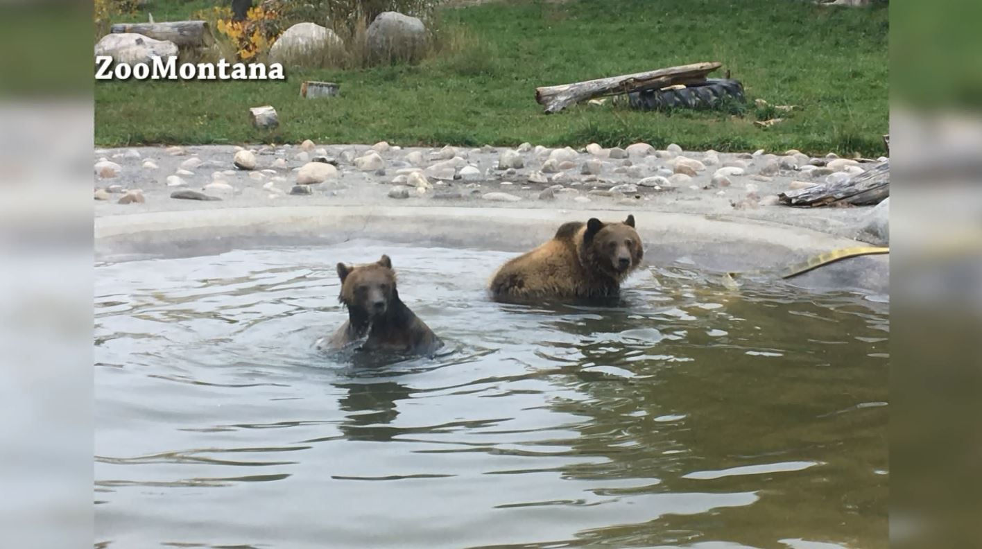 Grizzly cubs make debut at ZooMontana News, Weather