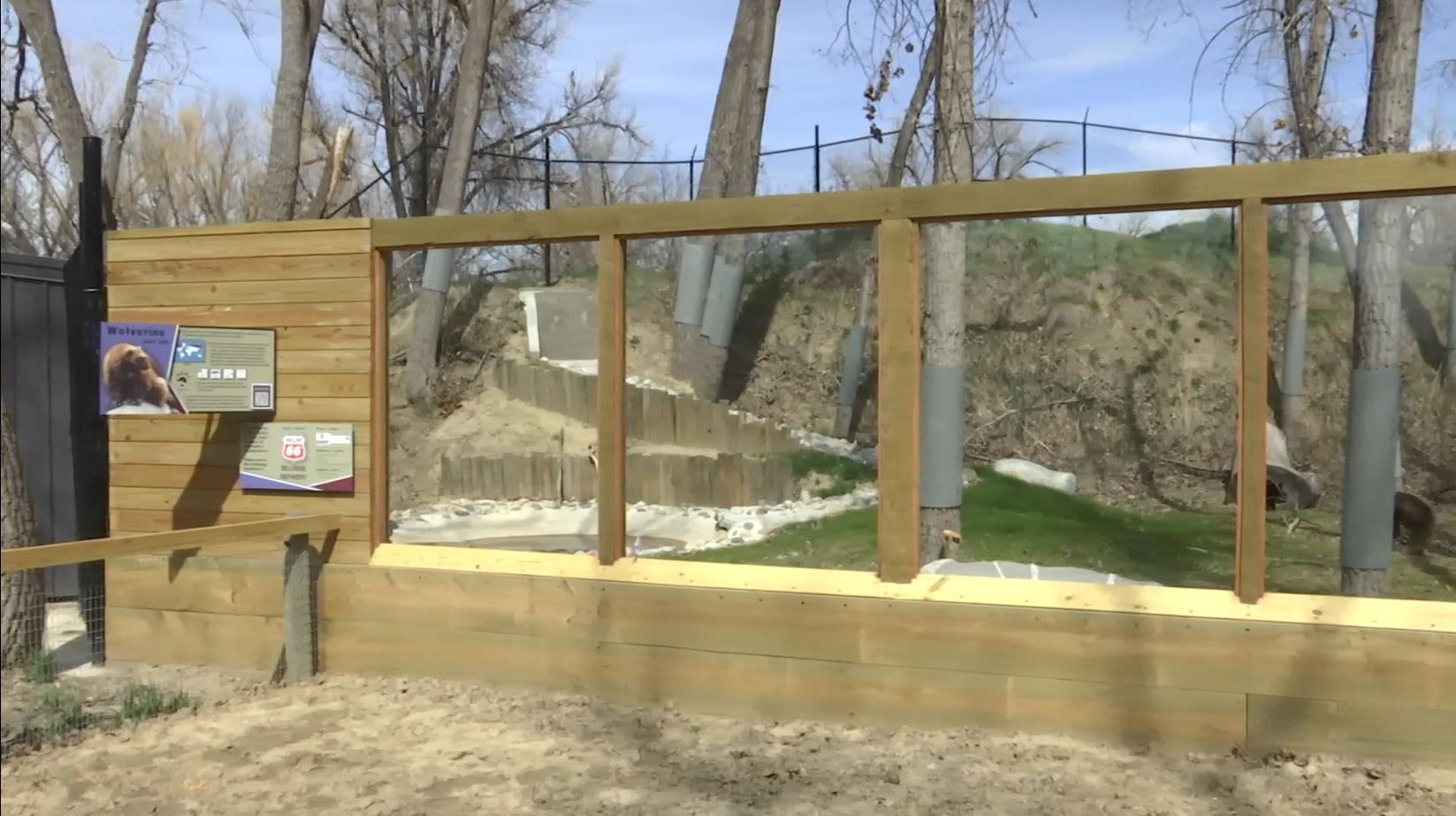 Sneak peek at ZooMontana wolverine habitat - KULR8.com | News, Weather