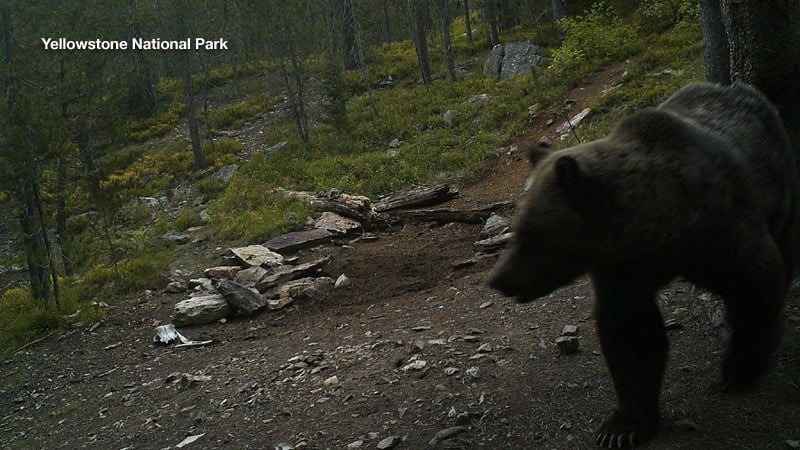 Campsite Raiding Yellowstone Grizzly Bear Captured, Killed - KULR8.com ...