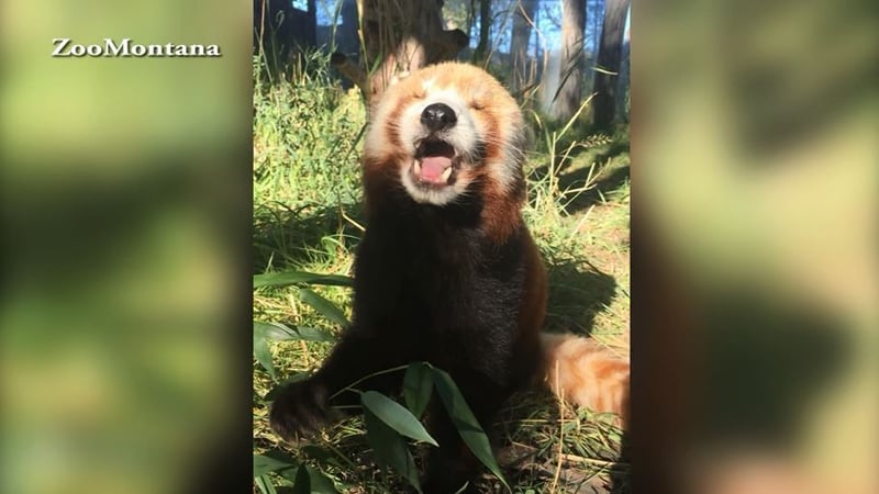 ZooMontana red panda oldest living in North America - KULR8.com | News ...