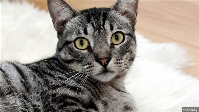 plague confirmed in wyoming cat kulr8 com news weather sports
