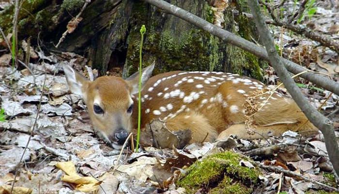 Montana FWP on Young Wildlife: 'If You Care, Leave Them There' - KULR8 ...